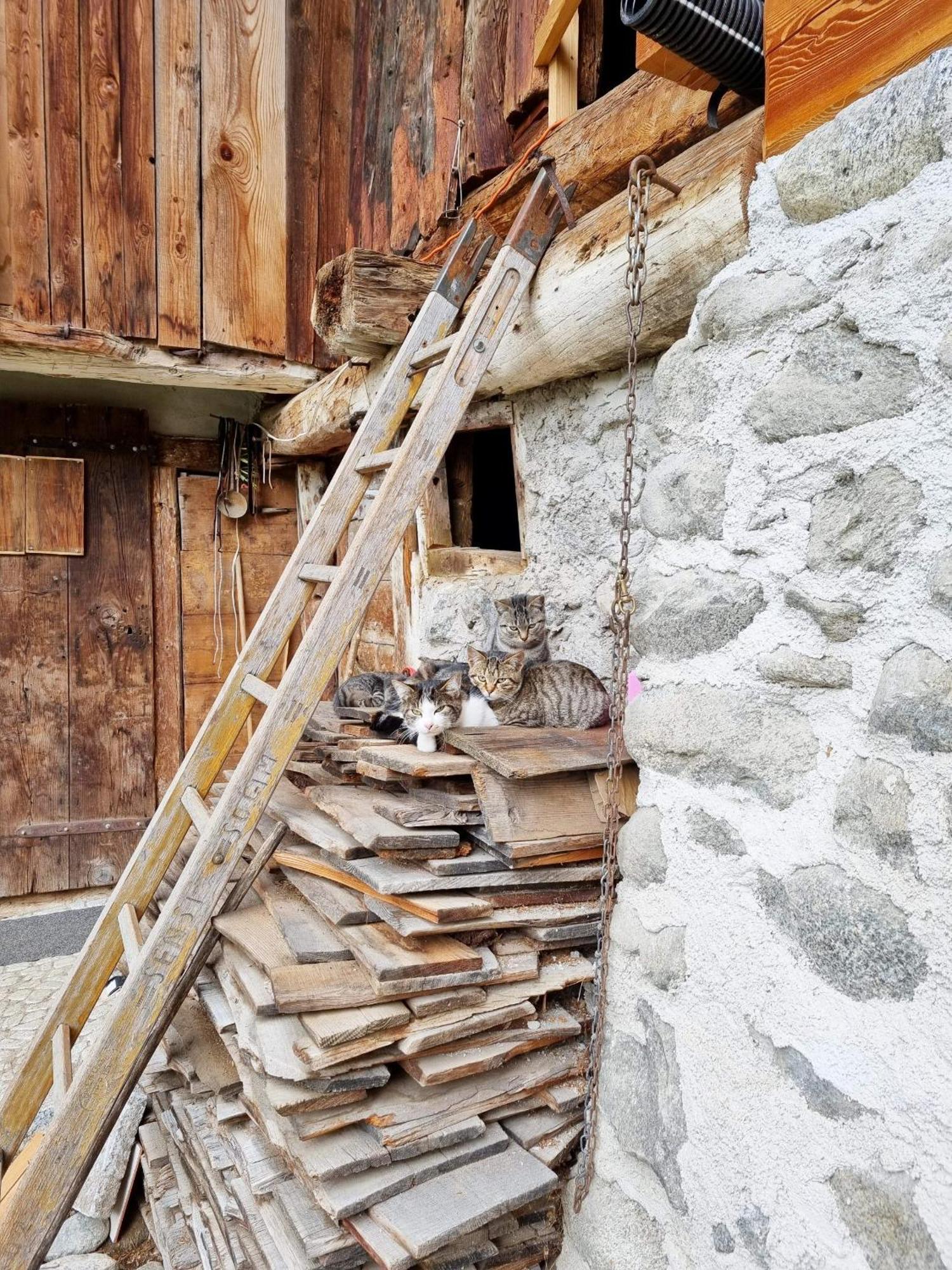 Villa Alpina Campiglio Madonna Zewnętrze zdjęcie