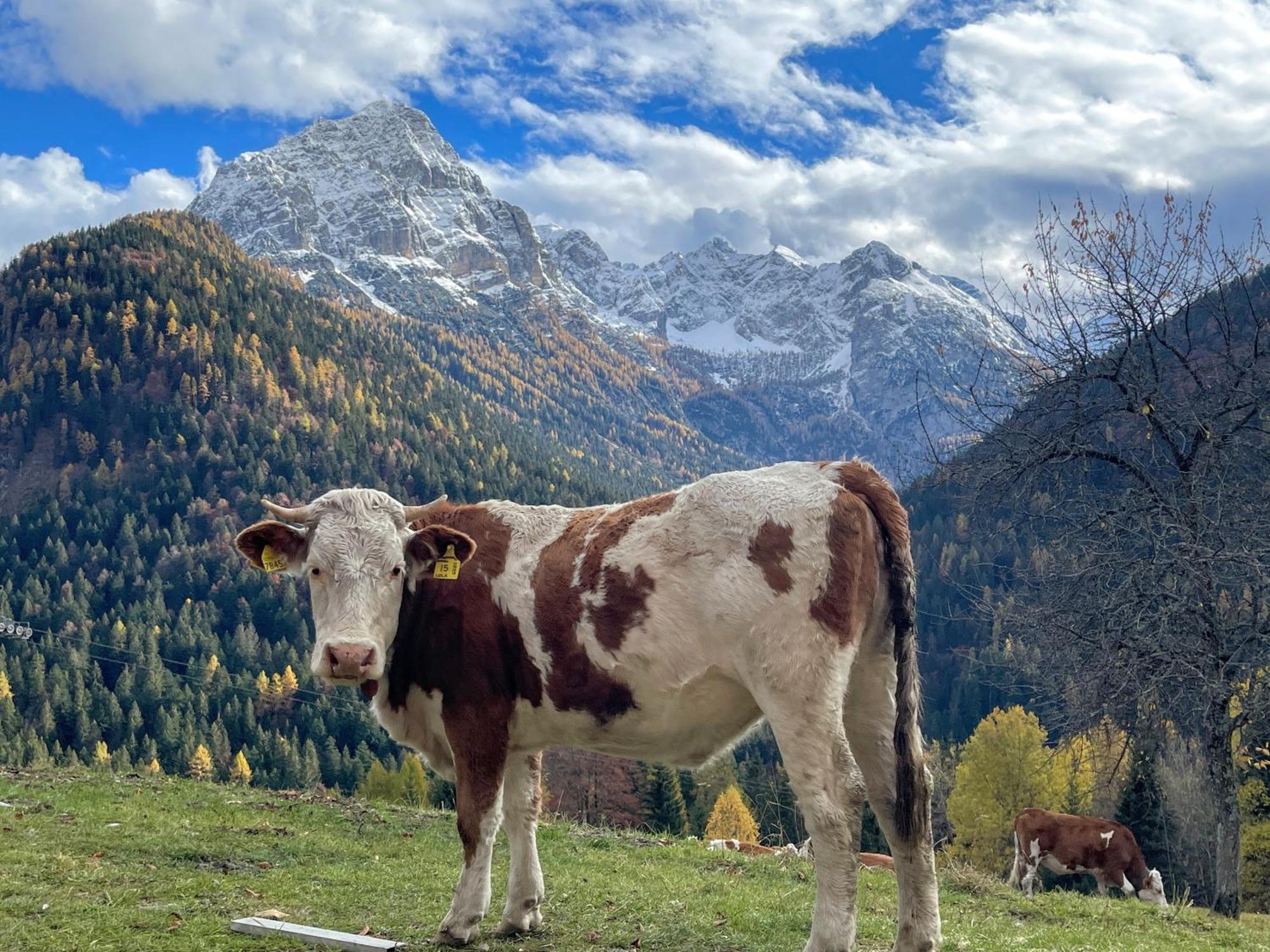 Villa Alpina Campiglio Madonna Zewnętrze zdjęcie